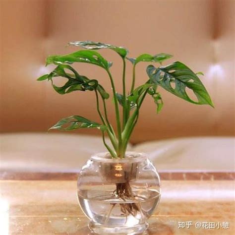 水 培 植物|【7大高颜值水培植物推荐】